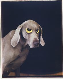 William Wegman Eye-On 1994 Color Polaroid Courtesy William Wegman