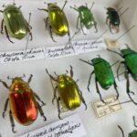 Beetles, South America and Southeast Asia