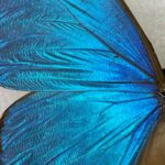 Blue Morpho Butterfly from Peru_detail