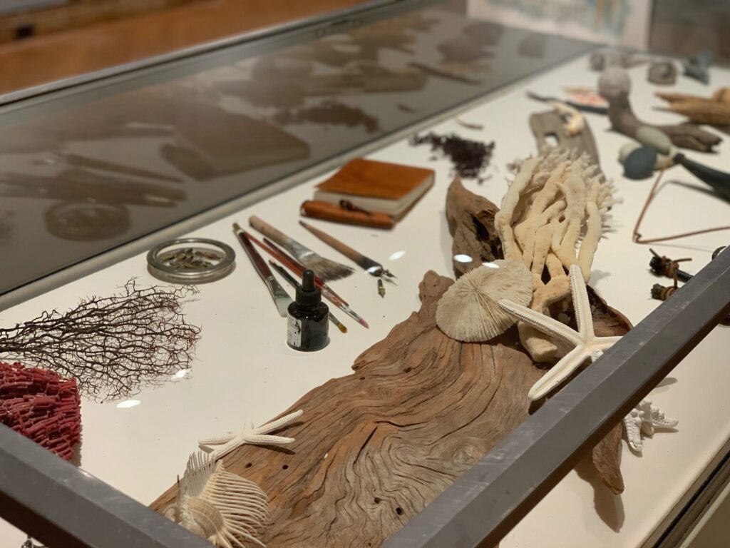 Natura Morta: specimens from the artist's collection.
